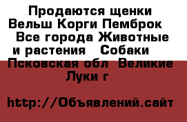 Продаются щенки Вельш Корги Пемброк  - Все города Животные и растения » Собаки   . Псковская обл.,Великие Луки г.